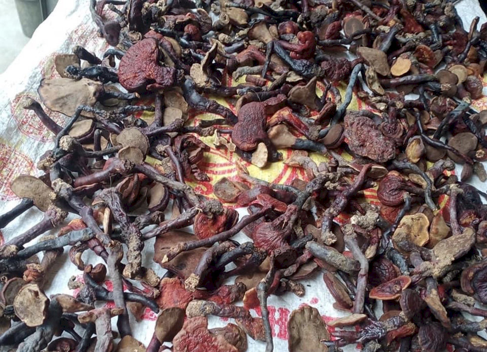 Các loại thảo dược từ núi rừng Sapa